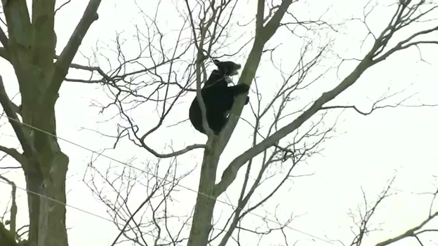 Imagen del oso en el árbol Imagen del oso en el árbol