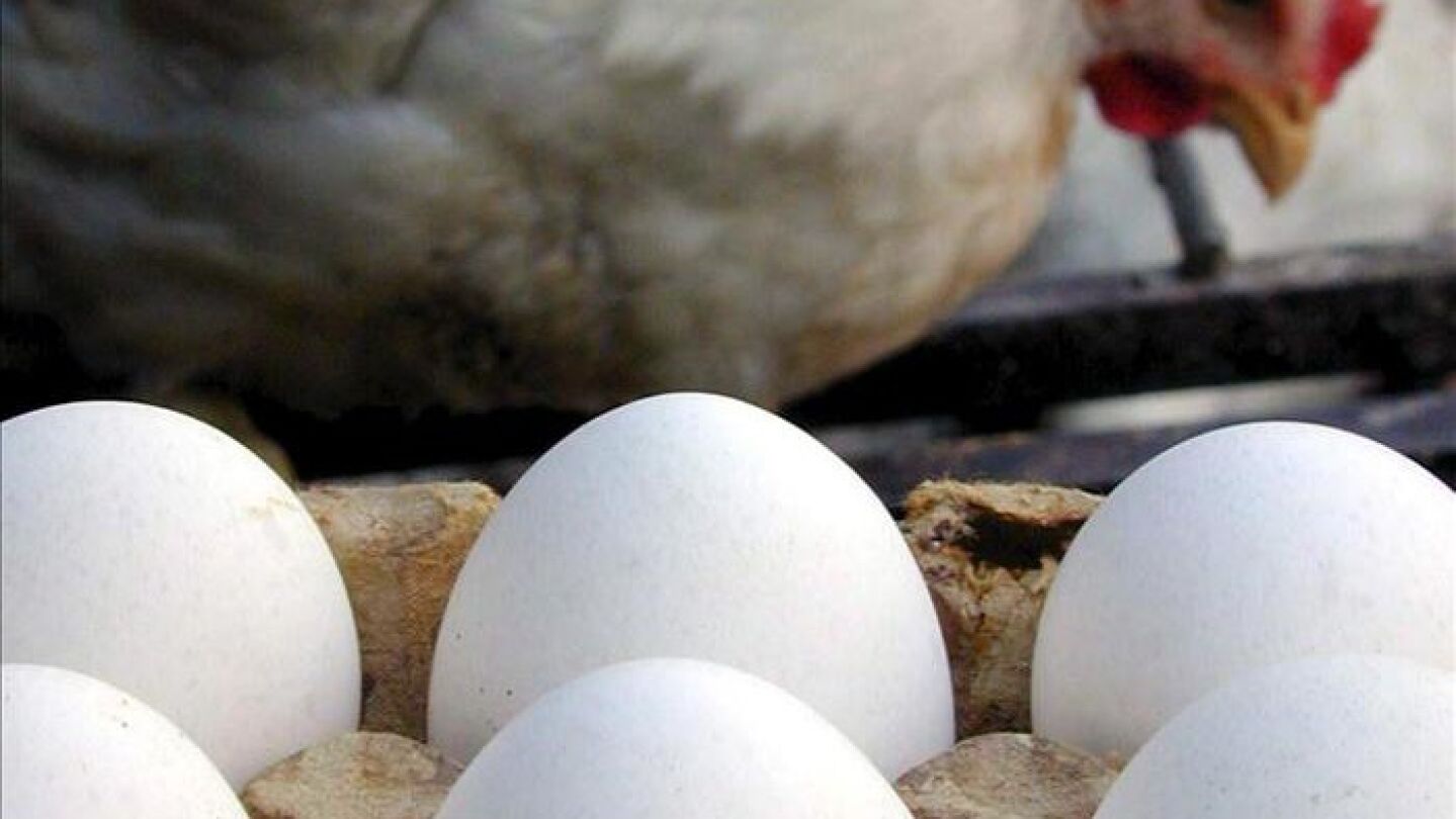 &iquest;Qu&eacute; existi&oacute; primero, el huevo o la gallina?