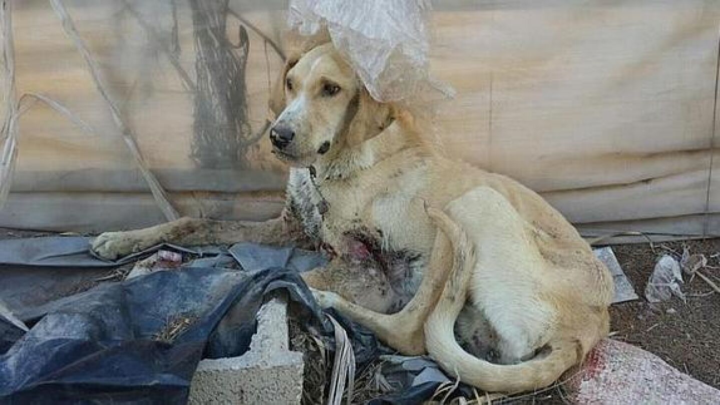 perro rescatado