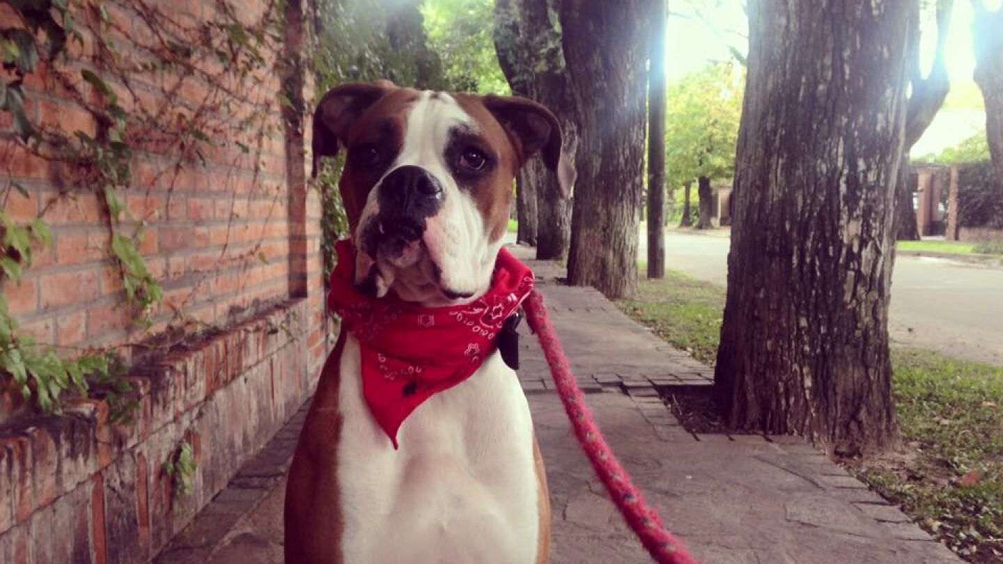 &Oacute;scar, el boxer que quiere volar a M&eacute;xico