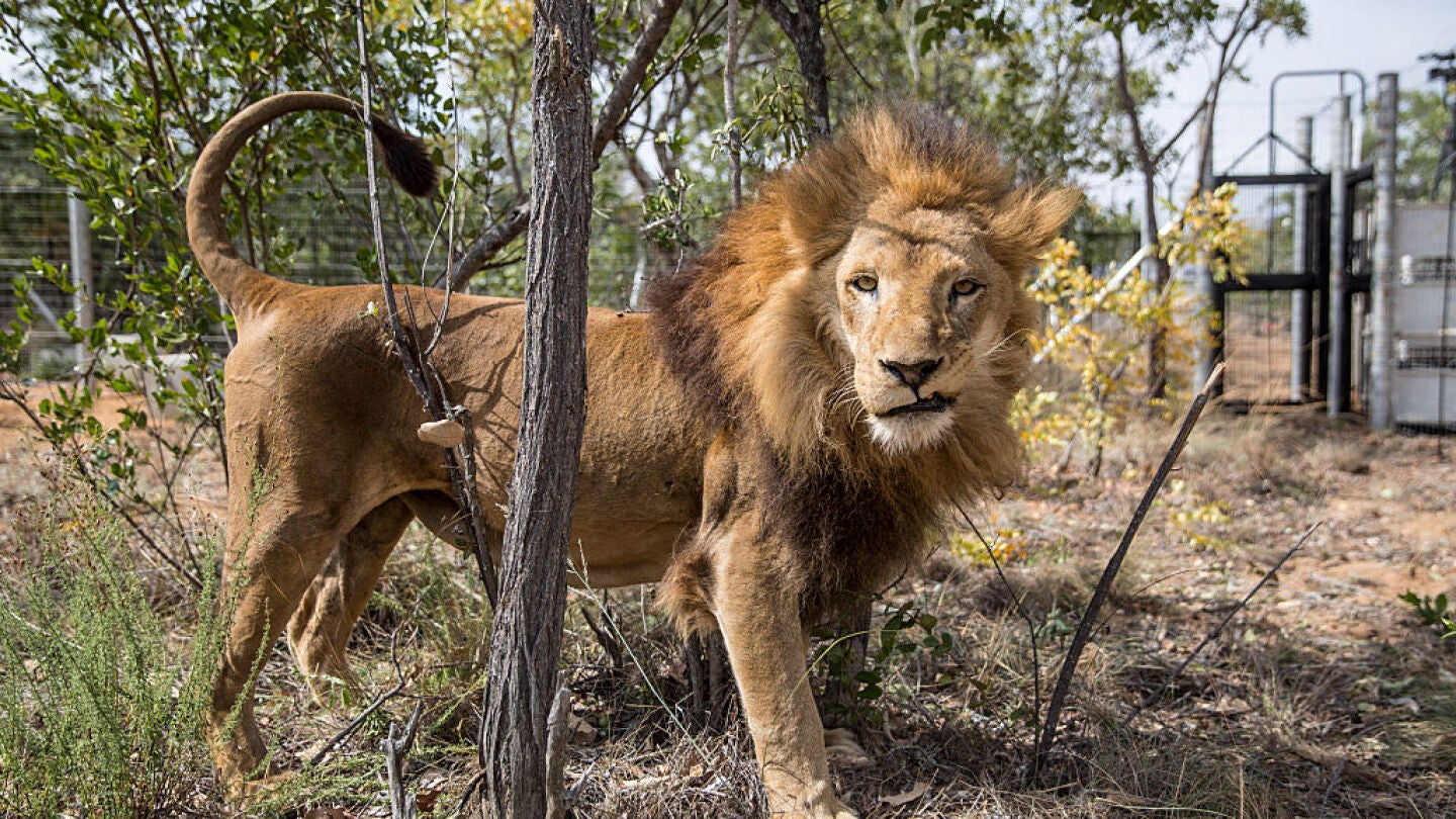 Le&oacute;n en una reserva de Sud&aacute;frica