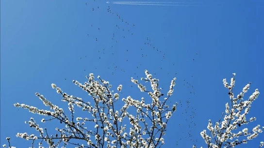 Un árbol floreciendo en primavera Un árbol floreciendo en primavera