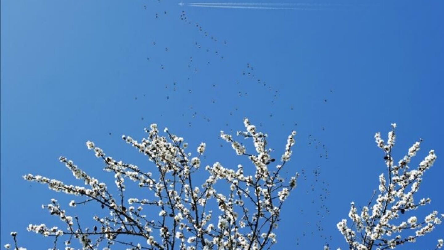 Un &aacute;rbol floreciendo en primavera