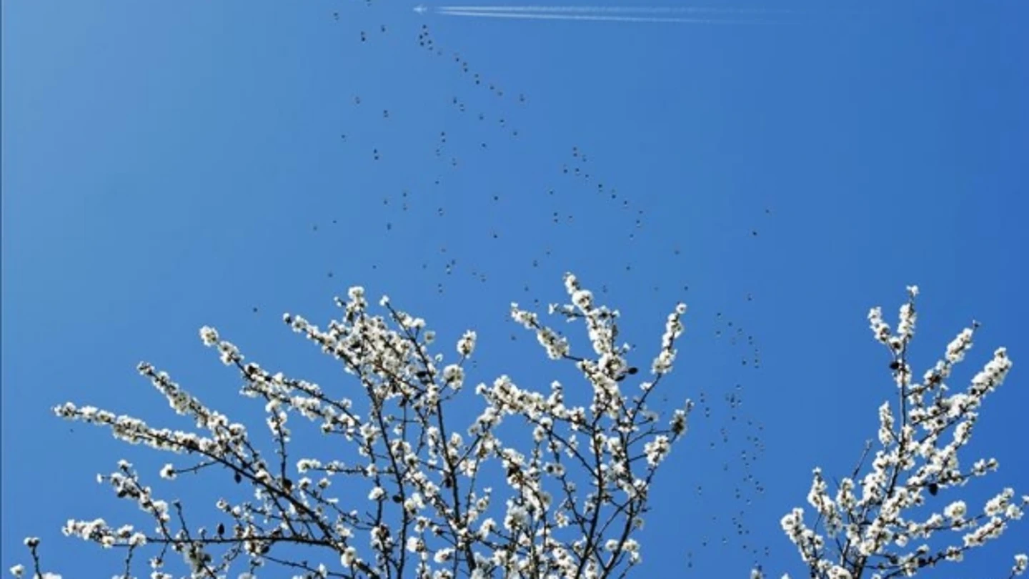 Un árbol floreciendo en primavera Un árbol floreciendo en primavera