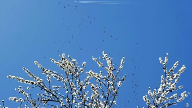 Un árbol floreciendo en primavera