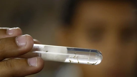 Virus del Zika Virus del Zika