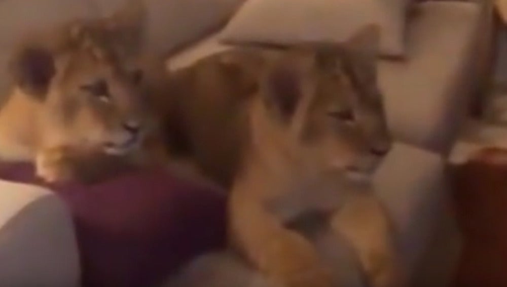 Imagen de los leones viendo la película