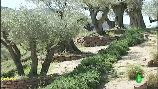 Olivos Olivos