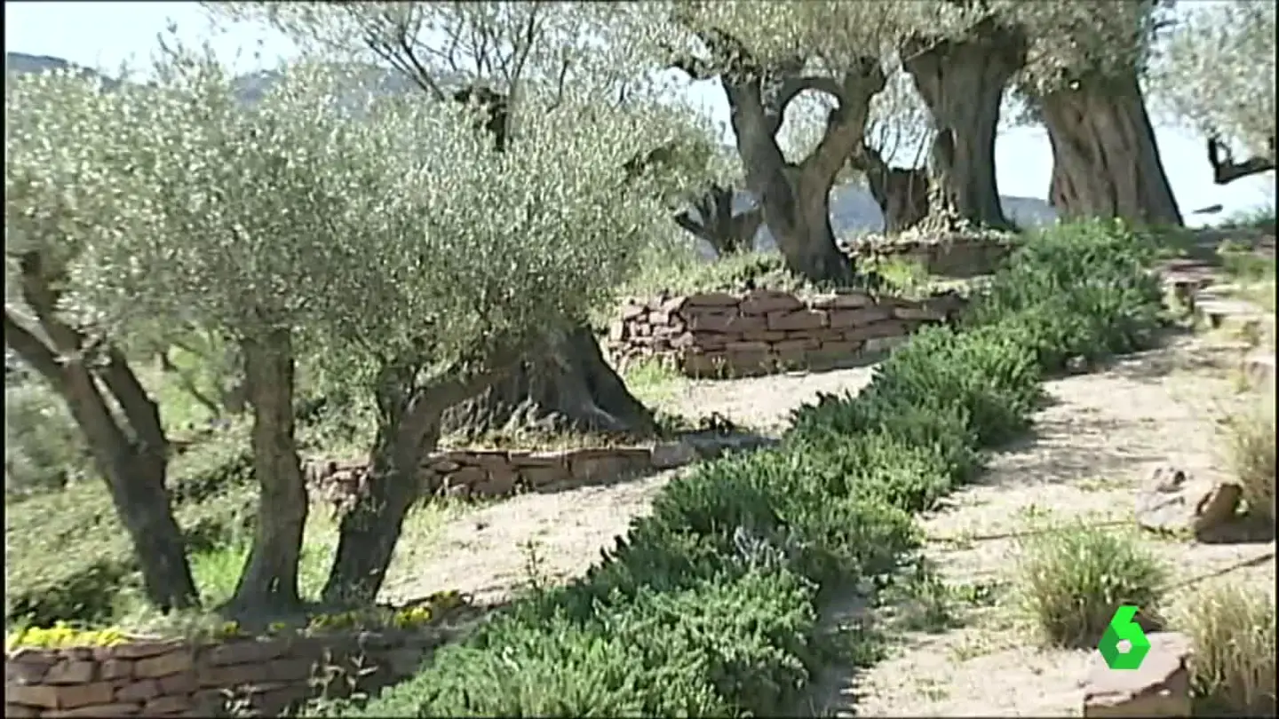 Olivos Olivos