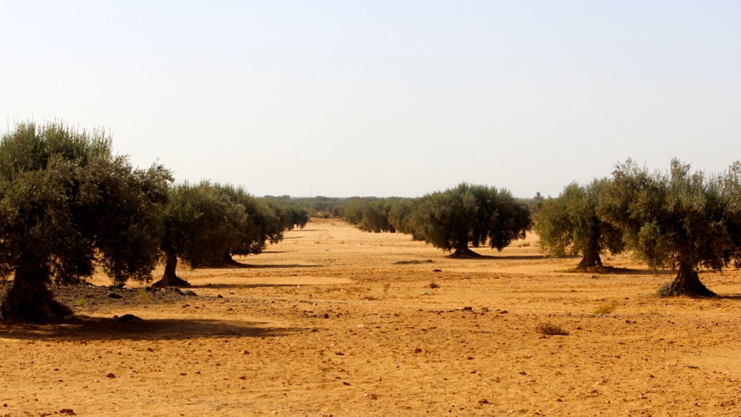 Imagen de un olivar