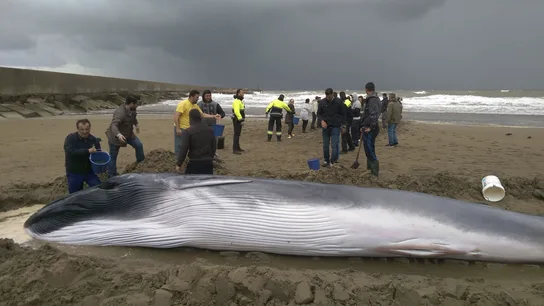 Ballena varada en una playa de Ayamonte Ballena varada en una playa de Ayamonte