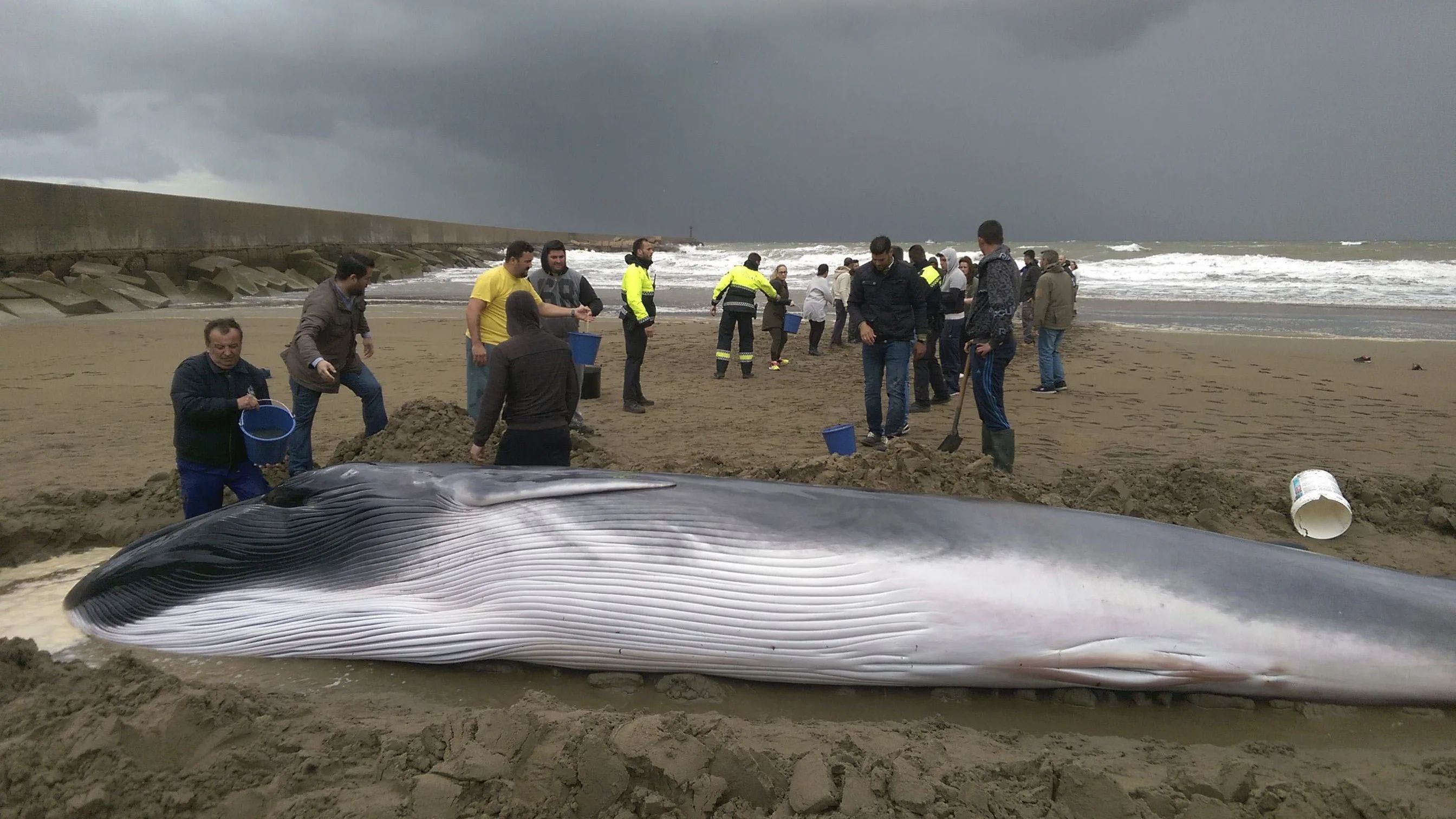 Ballena varada en una playa de Ayamonte