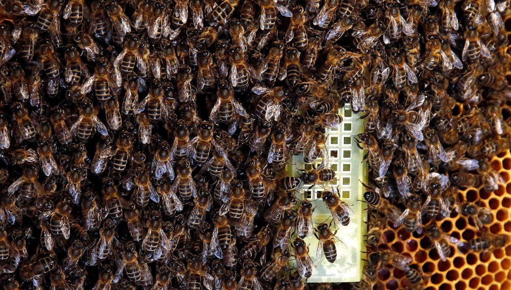 Un Enjambre De 25 000 Abejas Llevaba Viviendo Dos Anos En La Pared De Una Casa De Alcala De Henares