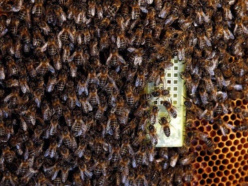  Enjambre en torno a la abeja reina en el interior 
