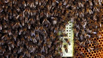 Enjambre en torno a la abeja reina en el interior Enjambre en torno a la abeja reina en el interior