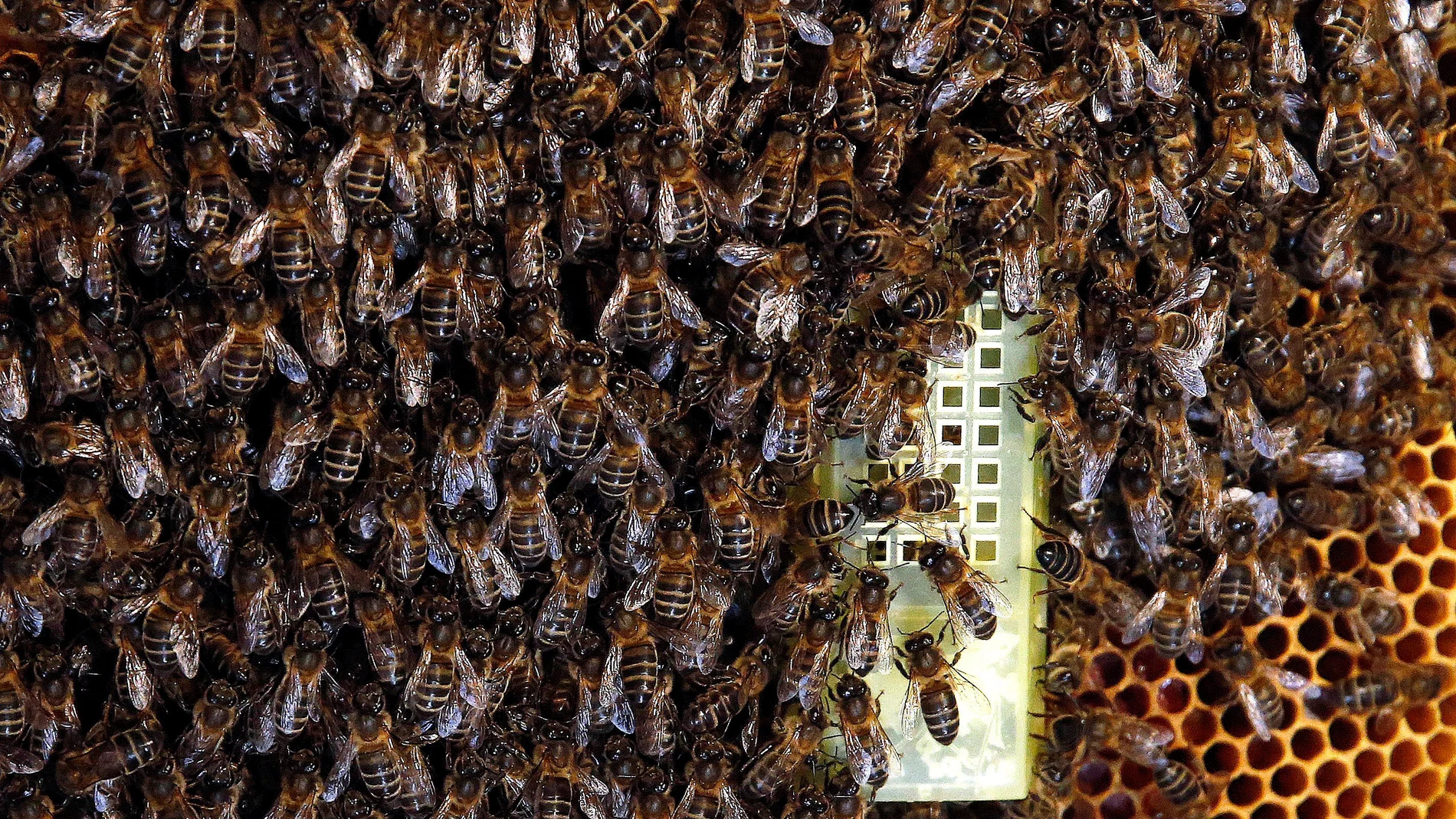  Enjambre en torno a la abeja reina en el interior 