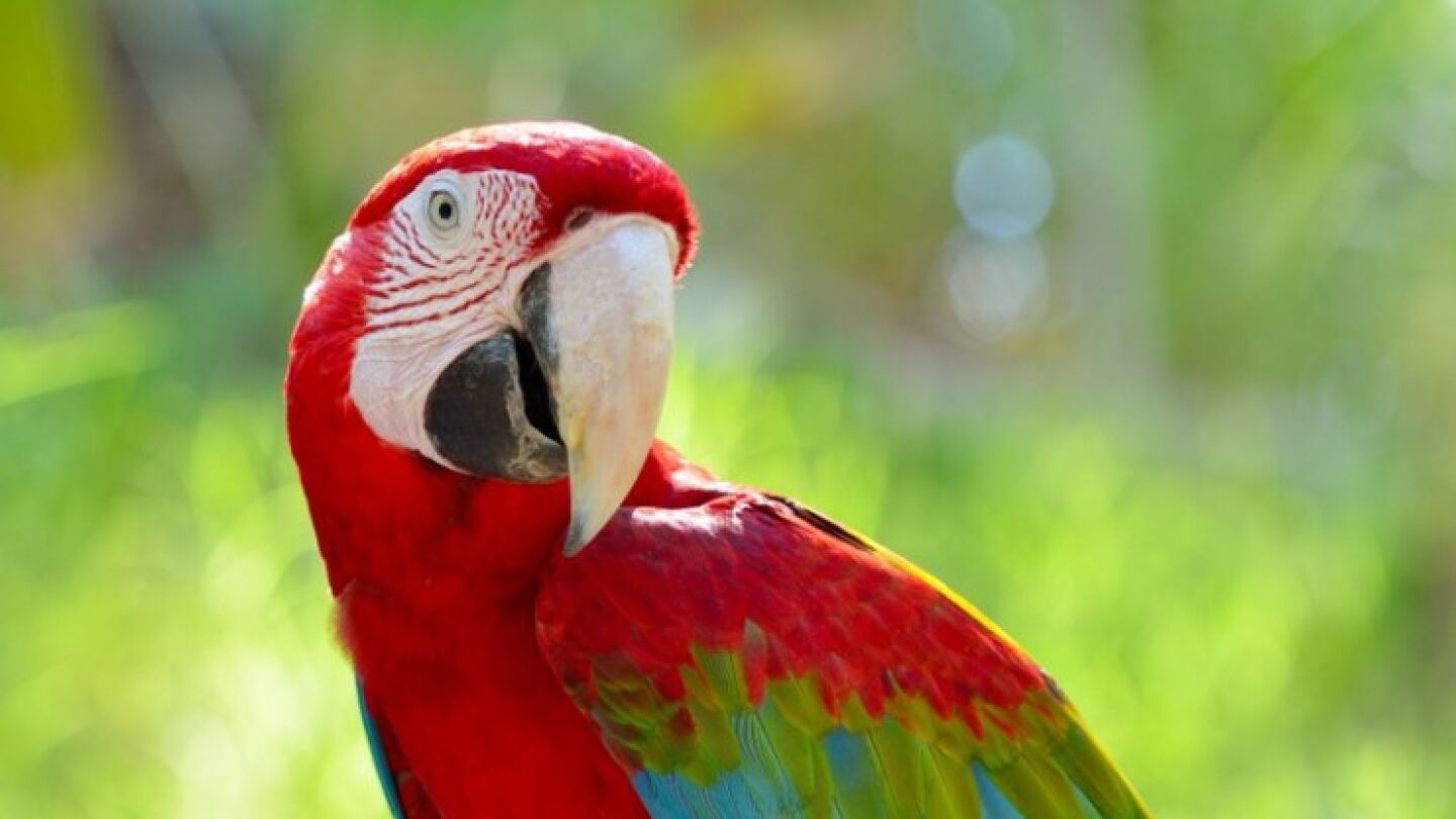 Imagen de un loro