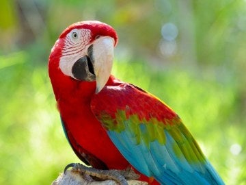 Imagen de un loro Imagen de un loro