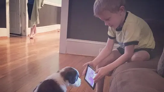 Lincoln 'adiestra' a su perro con tutoriales de YouTube Lincoln 'adiestra' a su perro con tutoriales de YouTube