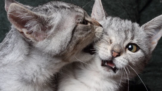 Gatos mordiéndose Gatos mordiéndose