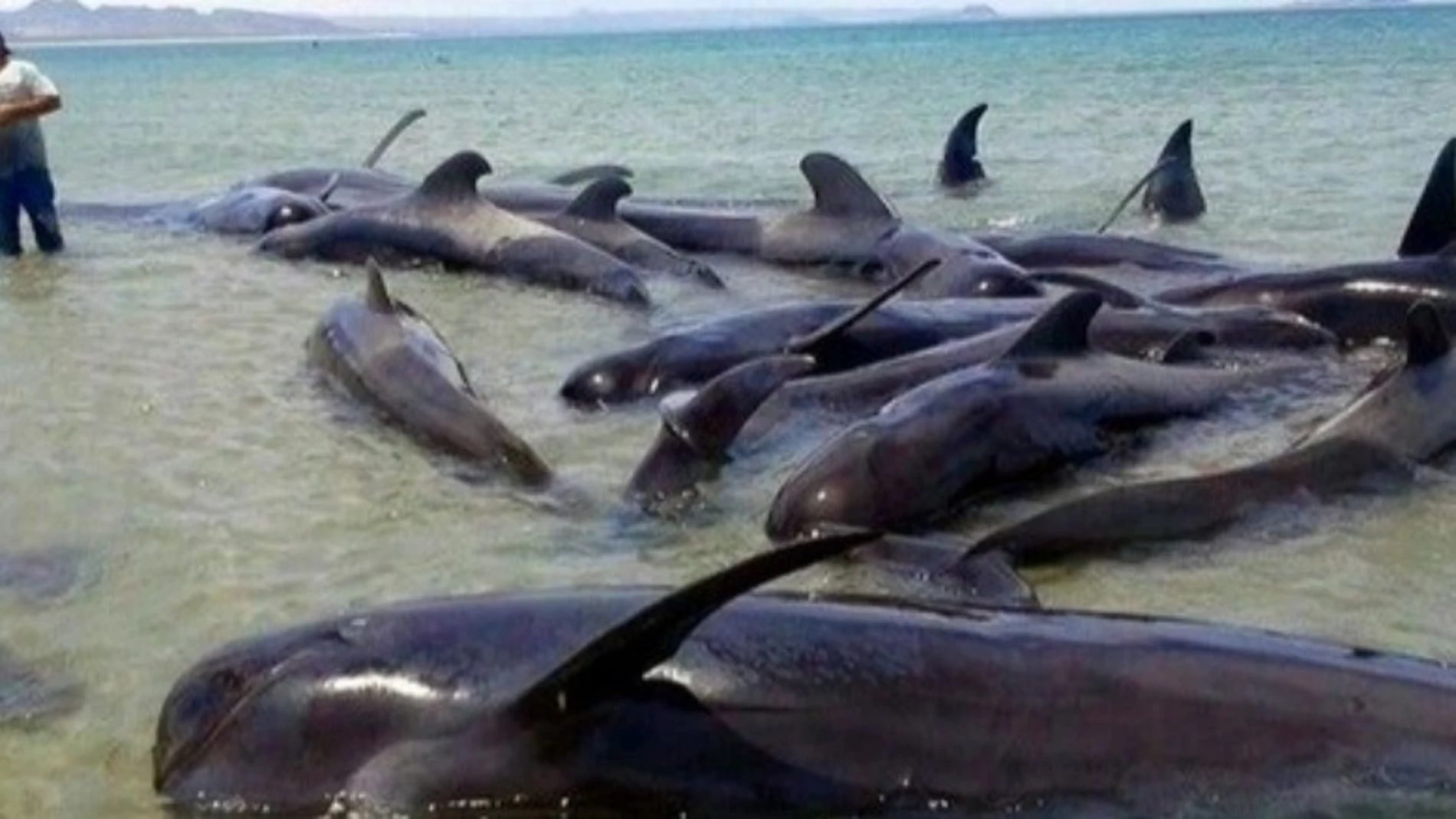 Ballenas varadas en México