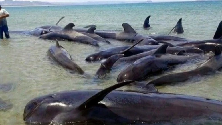 Ballenas varadas en México
