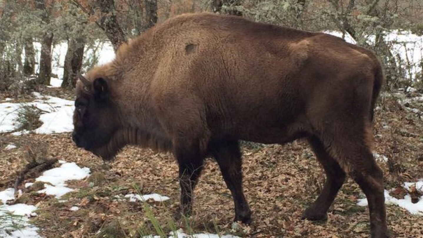 Bisonte europeo del museo de Le&oacute;n