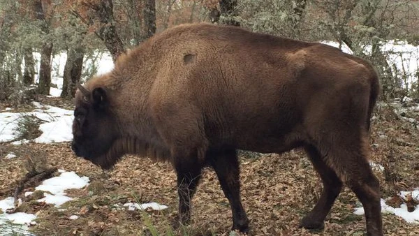 Bisonte europeo del museo de León