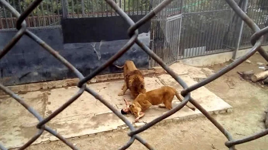 El hombre se desnudó y se arrojó a la jaula de leones El hombre se desnudó y se arrojó a la jaula de leones