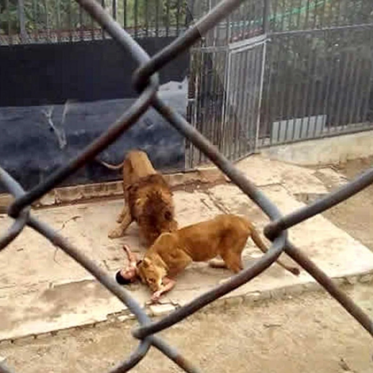 Sacrifican a una pareja de leones para salvar a un hombre que entró en su  jaula para suicidarse