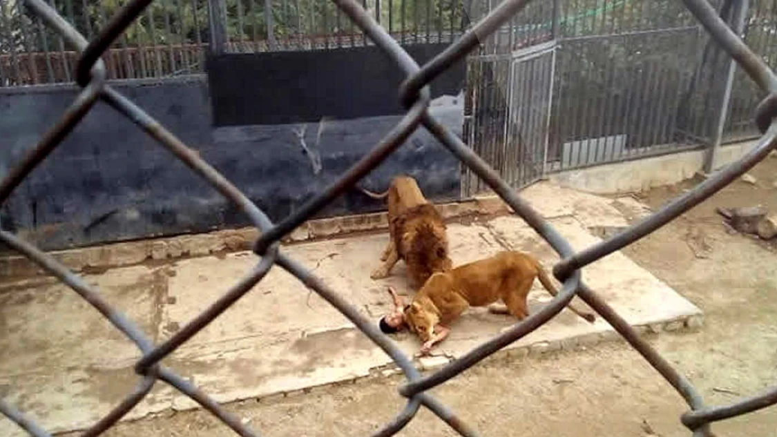 El hombre se desnudó y se arrojó a la jaula de leones