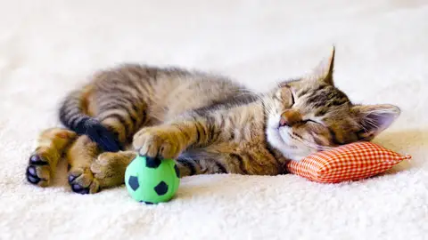 Gato durmiendo Gato durmiendo