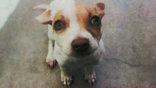 El perro que dio positivo en drogas El perro que dio positivo en drogas