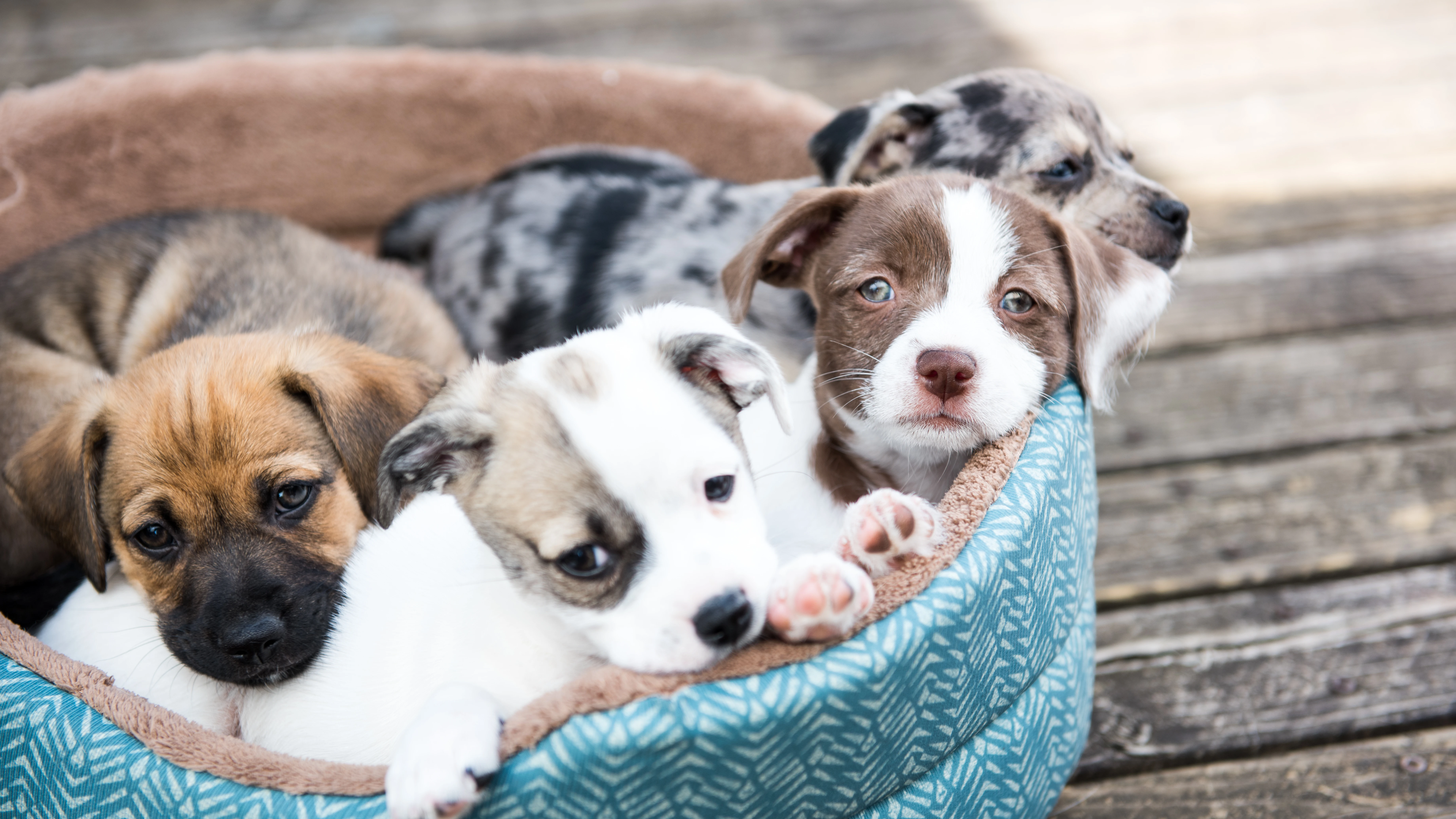 Cachorros de perro