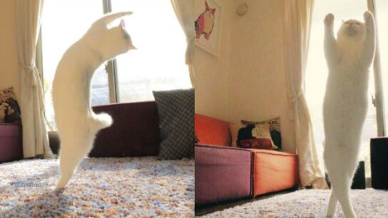 Imagen del gato haciendo ballet