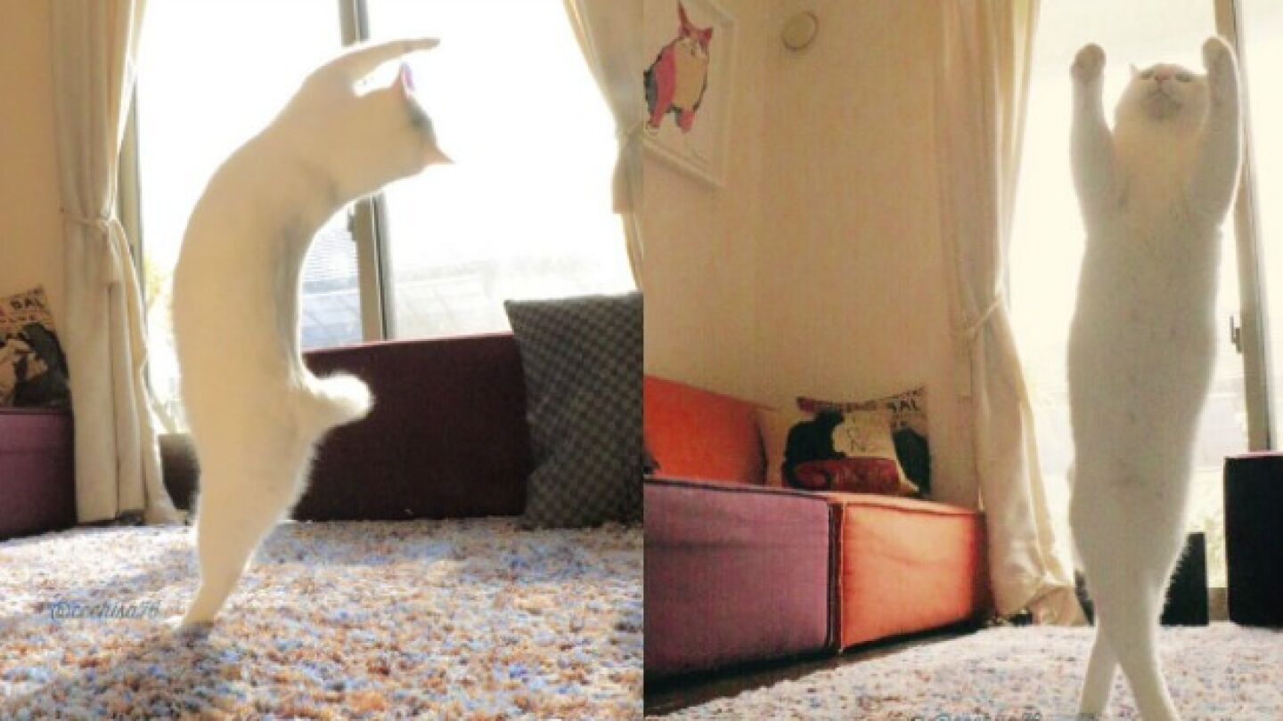 Imagen del gato haciendo ballet