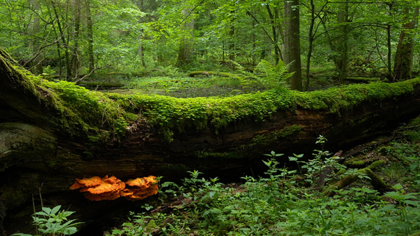 Imagen del bosque de Bialowieza, en Polonia Imagen del bosque de Bialowieza, en Polonia