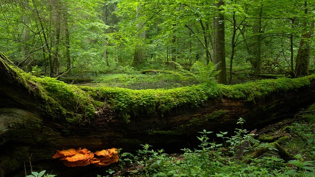 Imagen del bosque de Bialowieza, en Polonia