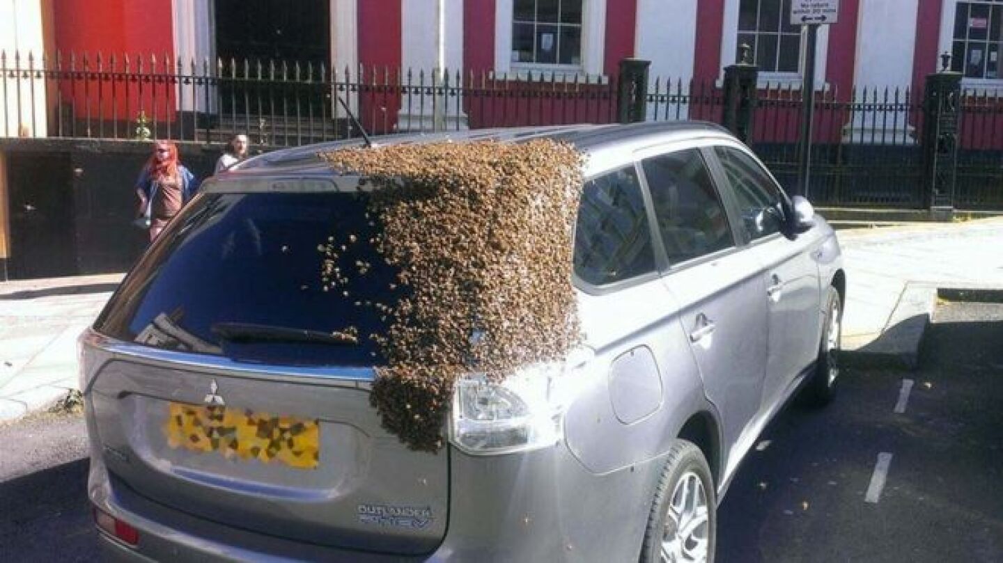 Unas 20.000 abejas siguen a un coche en cuyo maletero qued&oacute; atrapada su reina