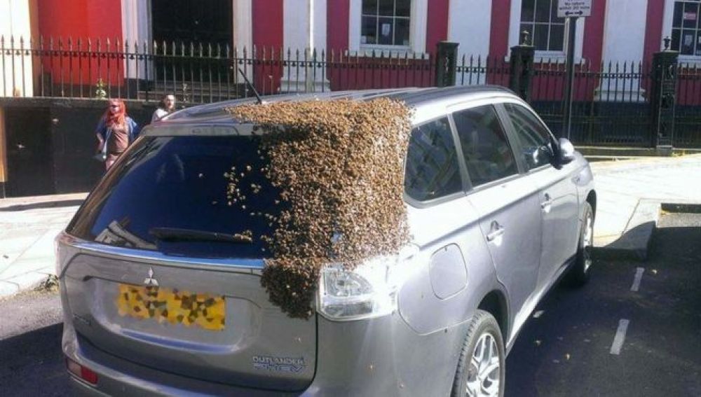 Unas 20.000 abejas siguen a un coche en cuyo maletero quedó atrapada su reina