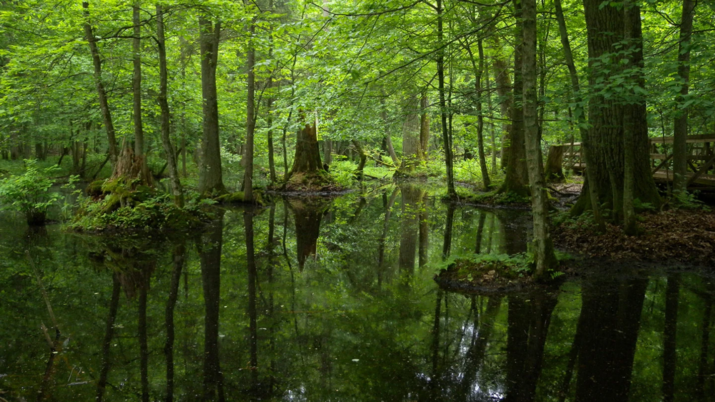 Bosque de Bialowieza, en Polonia Bosque de Bialowieza, en Polonia