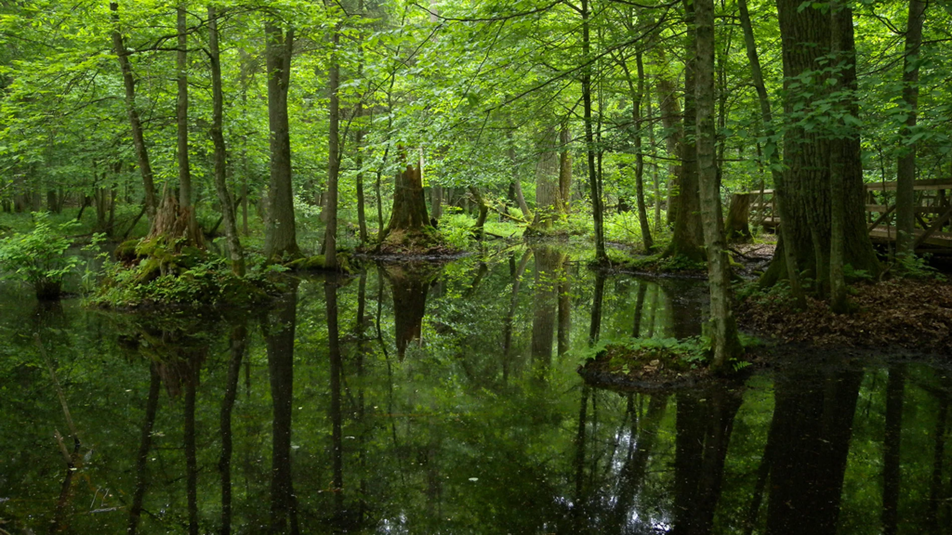 Bosque de Bialowieza, en Polonia