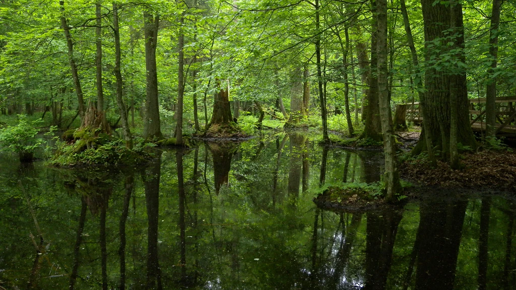 Bosque de Bialowieza, en Polonia Bosque de Bialowieza, en Polonia
