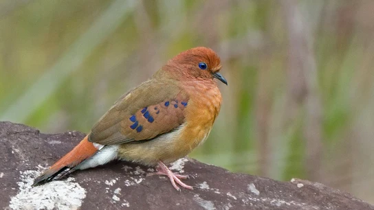 Columbina ojiazul Columbina ojiazul