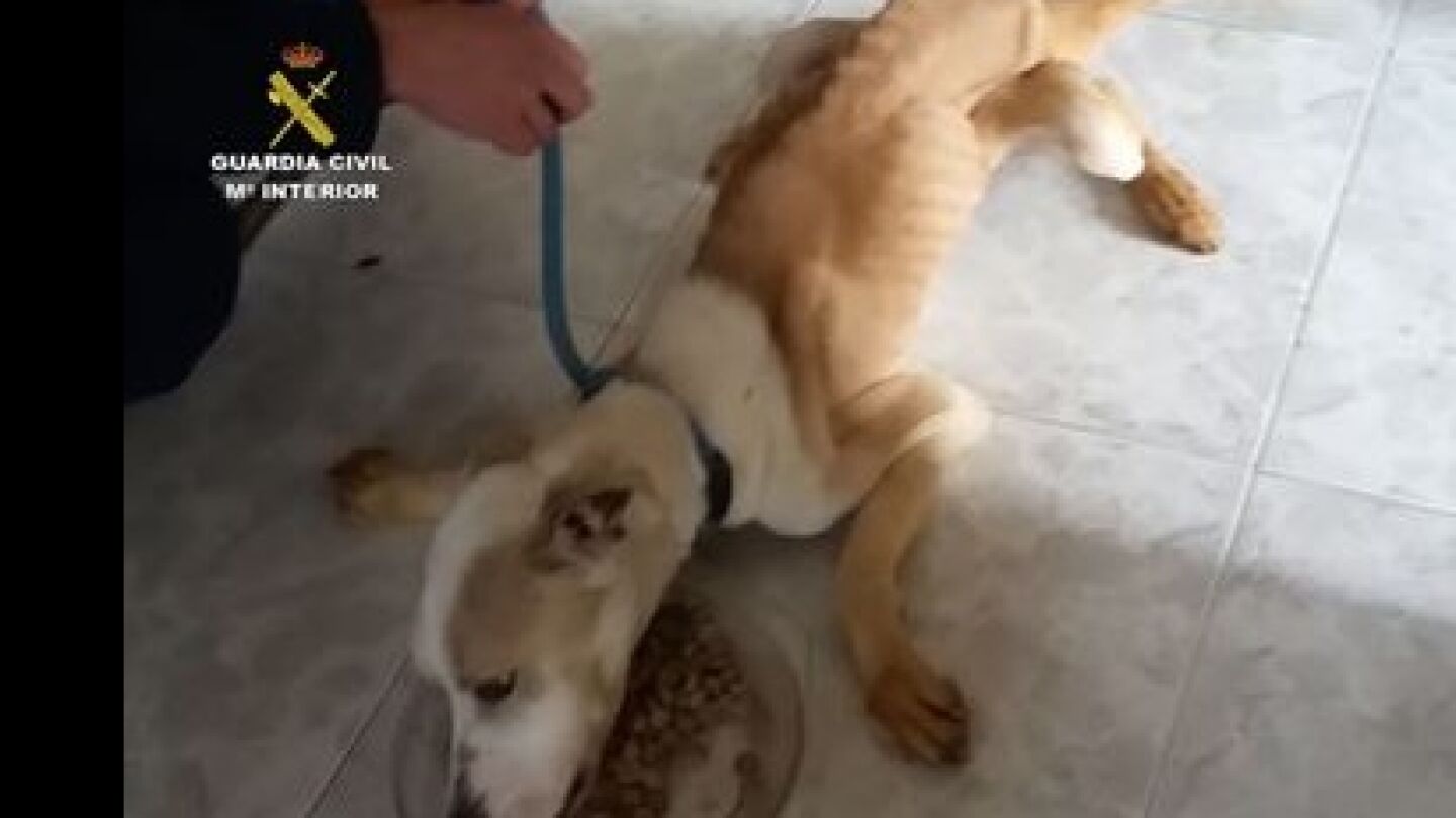 Perro rescatado por el Seprona