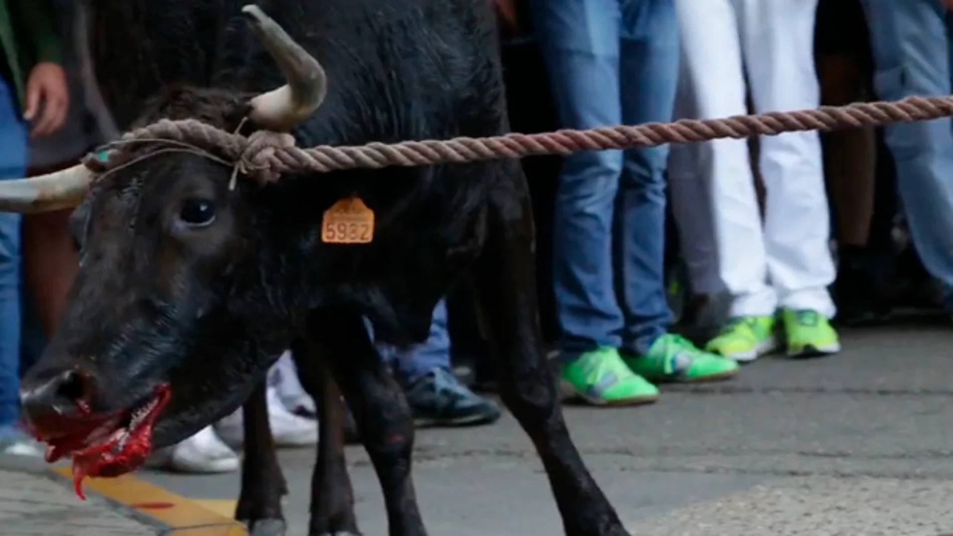 Imagen de un toro en un festejo