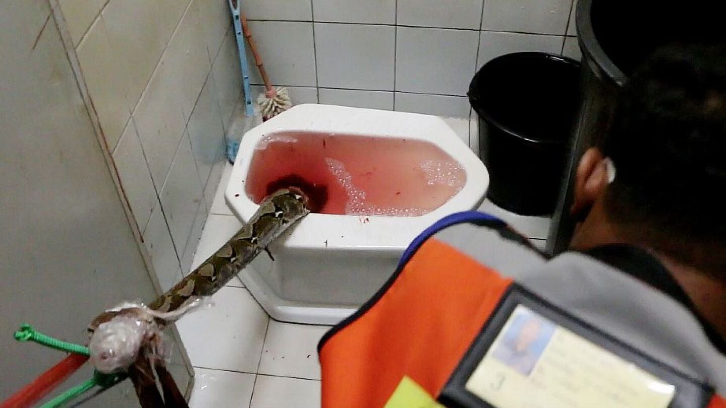 Sacan a una serpiente del inodoro