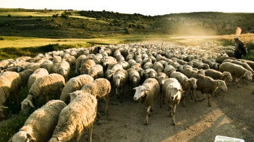 Imagen de un rebaño de ovejas