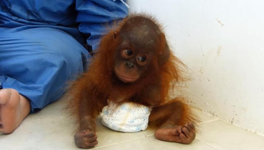 Joss, el bebé orangután que vivía como mascota