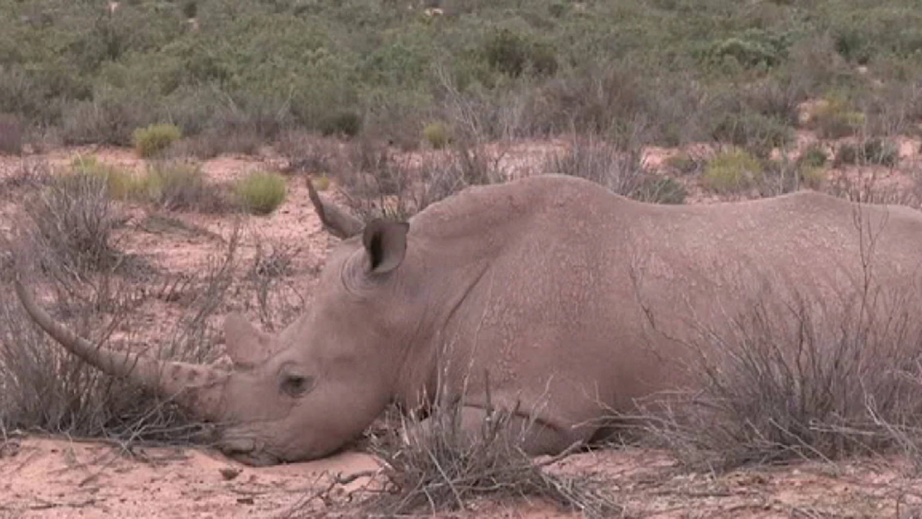 Imagen de un rinoceronte